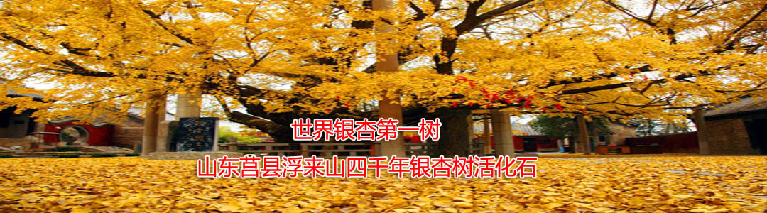 銀杏樹